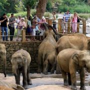 pinnawela-elephant-kindom-srilanka-ecotreat