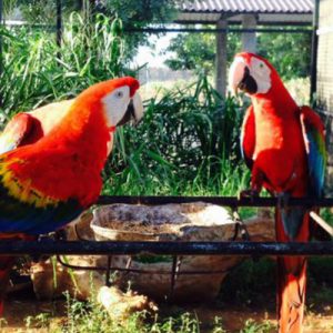 hambantota-bird-park-ecotreat