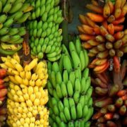 banana-tour-srilanka-eco-treat – Copy
