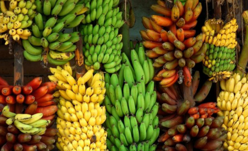 banana-tour-srilanka-eco-treat – Copy