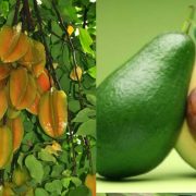 fruits1-tour-srilanka-eco-treat – Copy