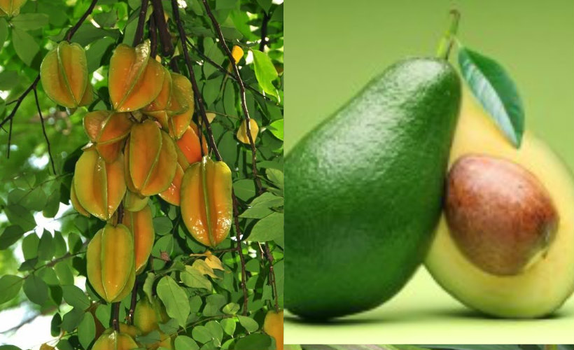 fruits1-tour-srilanka-eco-treat – Copy