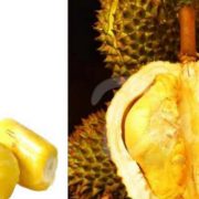 great-fruits-tour-srilanka-eco-treat – Copy
