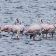 jaffna birds-tour-srilanka-eco-treat