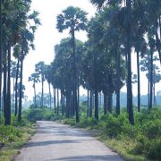 jaffna-nature-srilanka-ecotreat