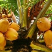 king coconut-tour-srilanka-eco-treat – Copy