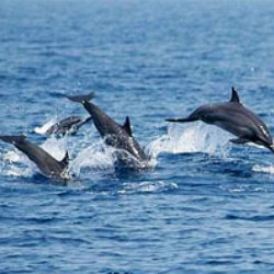 Dolphin Dance