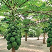 papaya-tour-srilanka-eco-treat – Copy