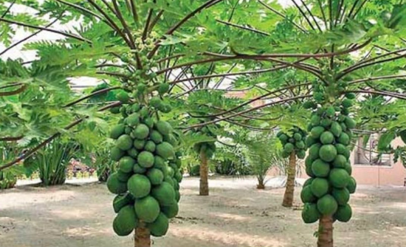 papaya-tour-srilanka-eco-treat – Copy