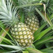 pineapple-tour-srilanka-eco-treat – Copy