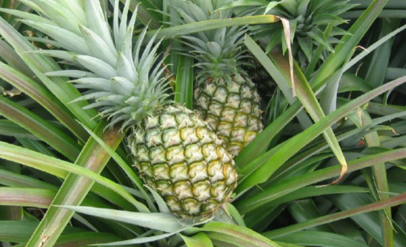 pineapple-tour-srilanka-eco-treat – Copy