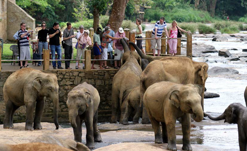 pinnawela-elephant-kindom-srilanka-ecotreat