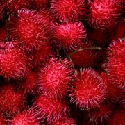 rambutan-tour-srilanka-eco-treat – Copy