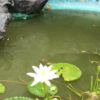 Colombo-srilanka-eco-treat-homestay-apartment-garden-flower